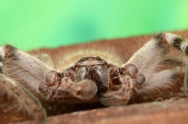 Grande Aranha Australiana Holconia Morraensis — Fotografia de Stock