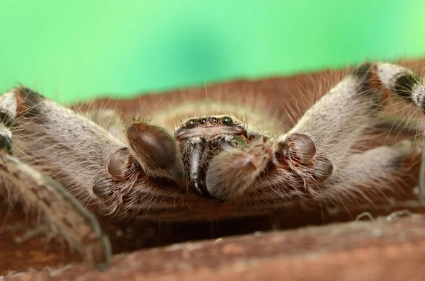 Große Australische Spinne Holconia Morraensis — Stockfoto