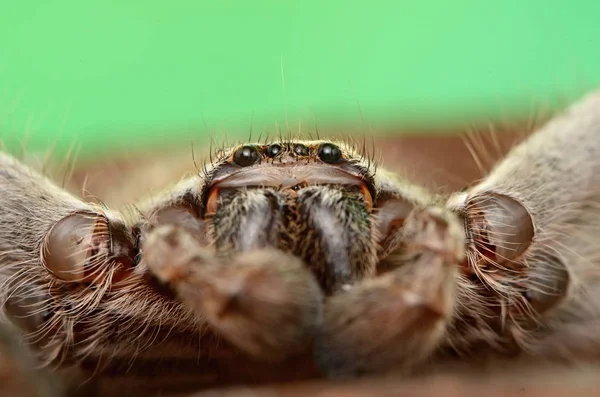 Grande Araignée Australienne Holconia Morraensis — Photo