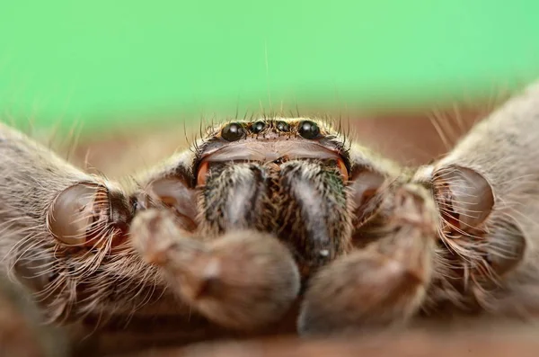 Gran Araña Australiana Holconia Morraensis —  Fotos de Stock