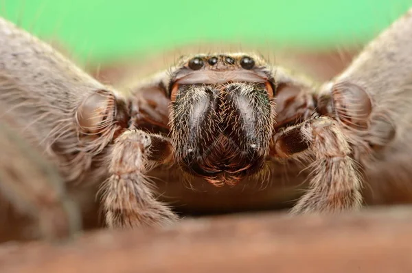 Große Australische Spinne Holconia Morraensis — Stockfoto