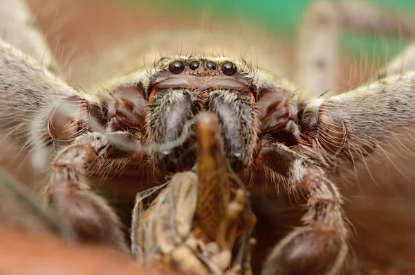 Big Australian Spider Holconia Morraensis — Stock Photo, Image