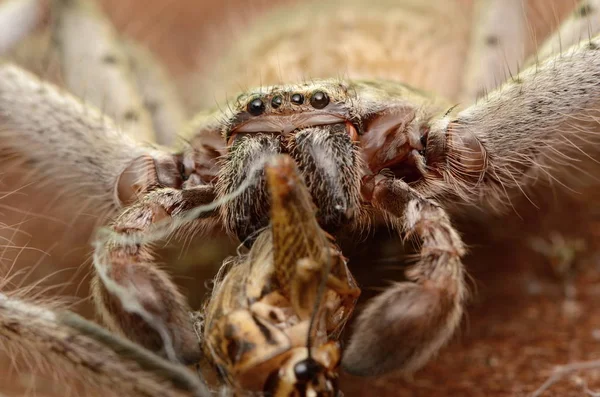 Μεγάλο Αυστραλιανή Αράχνη Holconia Morraensis — Φωτογραφία Αρχείου