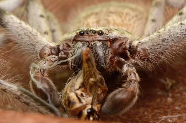 Gran Araña Australiana Holconia Morraensis — Foto de Stock