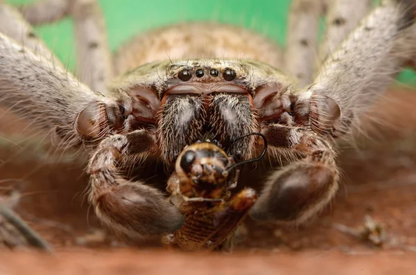 Stora Australiska Spindel Holconia Morraensis — Stockfoto