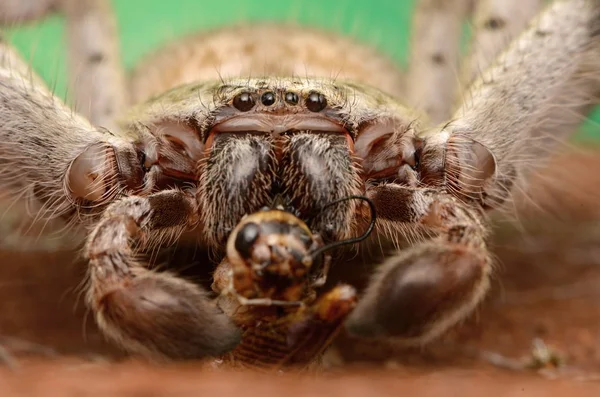 Grande Aranha Australiana Holconia Morraensis — Fotografia de Stock