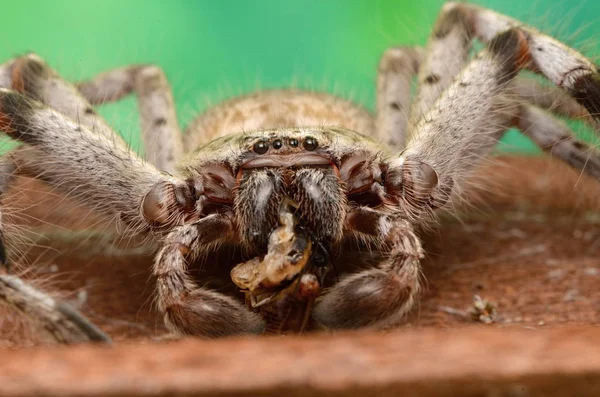 Große Australische Spinne Holconia Morraensis — Stockfoto