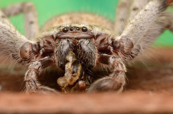 Große Australische Spinne Holconia Morraensis — Stockfoto