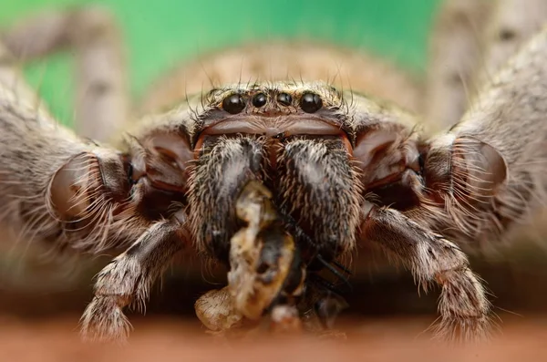 Große Australische Spinne Holconia Morraensis — Stockfoto