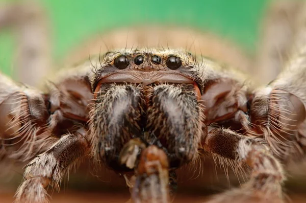 Große Australische Spinne Holconia Morraensis — Stockfoto