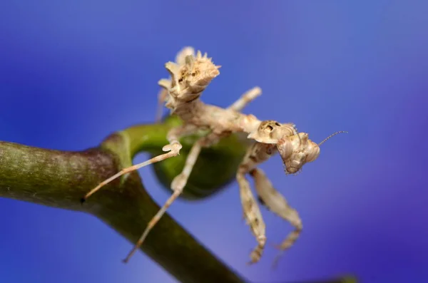 Μακροεντολή Φωτογραφία Mantis Blepharopsis Mendica — Φωτογραφία Αρχείου