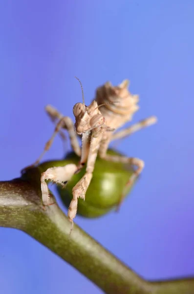 Макрос Фото Mantis Blepharopsis Mendica — стокове фото