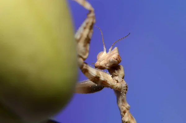 Makró Fotó Sáska Blepharopsis Mendica — Stock Fotó