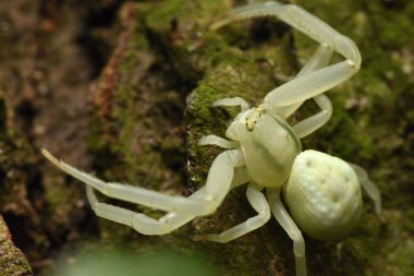 Yengeç örümceği, sarı yengeç örümceği, çiçek yengeci örümceği 