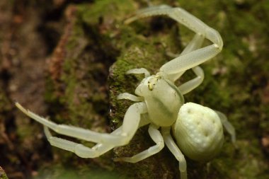 Yengeç örümceği, sarı yengeç örümceği, çiçek yengeci örümceği 