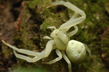 Yengeç örümceği, sarı yengeç örümceği, çiçek yengeci örümceği 