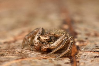 Yengeç örümceği, sarı yengeç örümceği, çiçek yengeci örümceği 