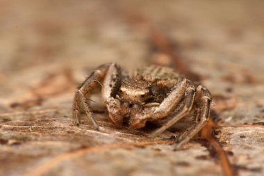 Yengeç örümceği, sarı yengeç örümceği, çiçek yengeci örümceği 