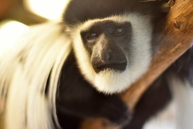 mantolu guereza, Colobus guereza, doğu siyah-beyaz kolobus