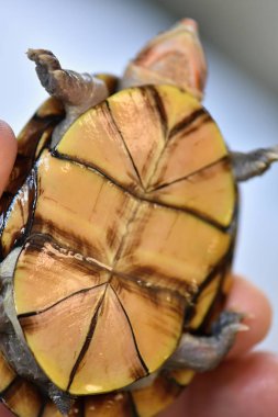 Şirin bir çamur kaplumbağası, Kinosternon lökostomi annesi.