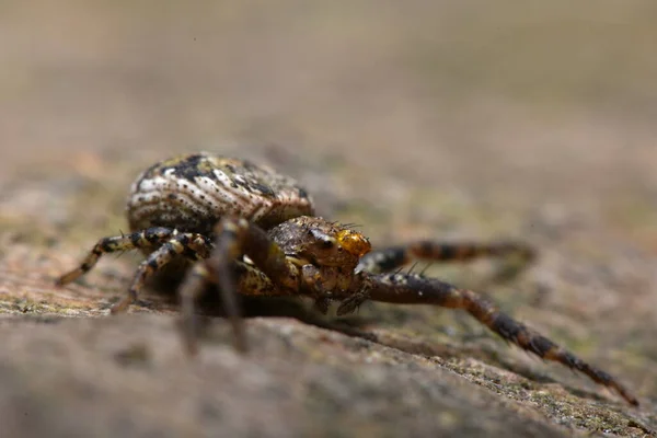 Araña Cangrejo Araña Cangrejo Varilla Oro Araña Cangrejo Flores — Foto de Stock