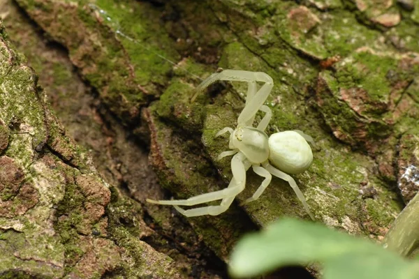 Araña Cangrejo Araña Cangrejo Varilla Oro Araña Cangrejo Flores —  Fotos de Stock