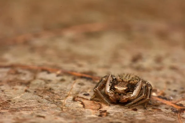 Krab Spin Goudstaaf Krab Spin Bloem Krab Spin — Stockfoto