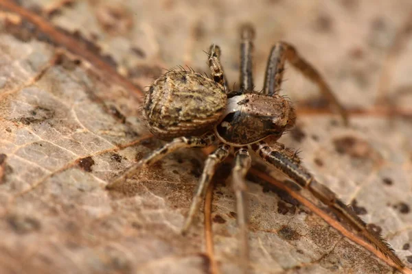 Araña Cangrejo Araña Cangrejo Varilla Oro Araña Cangrejo Flores —  Fotos de Stock