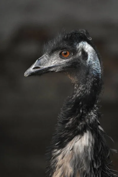 Dromaius Novaehollandiae Och Emu Bird — Stockfoto