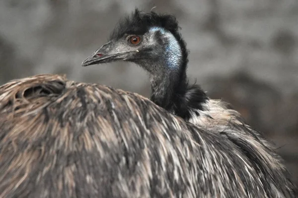 Dromaius Novaehollandiae Emu Bird — Stock Photo, Image