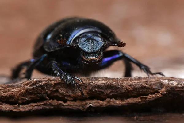 Аноплютропи Stercorosus Dung Beetle — стокове фото