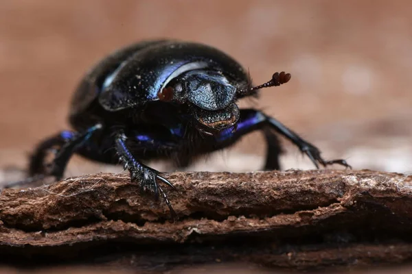 Anoplotrupes Stercorosus Dung Scarabée — Photo