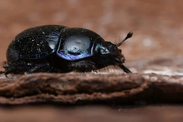 Anoplotrupes Stercorosus Escarabajo Estiércol — Foto de Stock
