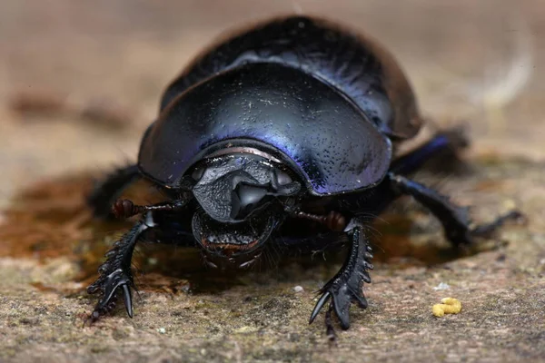 Anoplotrupes Stercorosus Escarabajo Estiércol — Foto de Stock