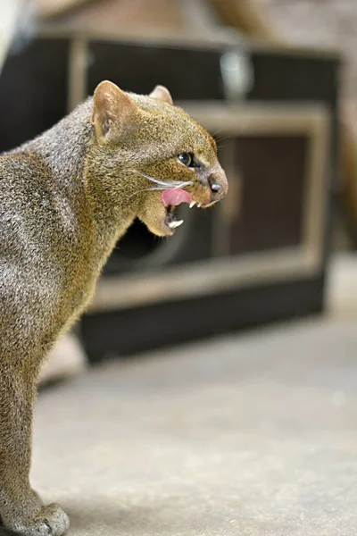 Jaguarundi Herpailurus Yagouaroundi Depredador — Foto de Stock