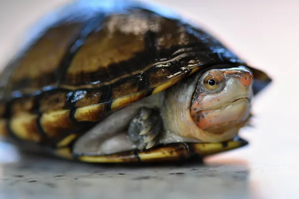 Une Jolie Tortue Boueuse Kinosternon Leucostomum — Photo