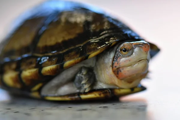 Une Jolie Tortue Boueuse Kinosternon Leucostomum — Photo