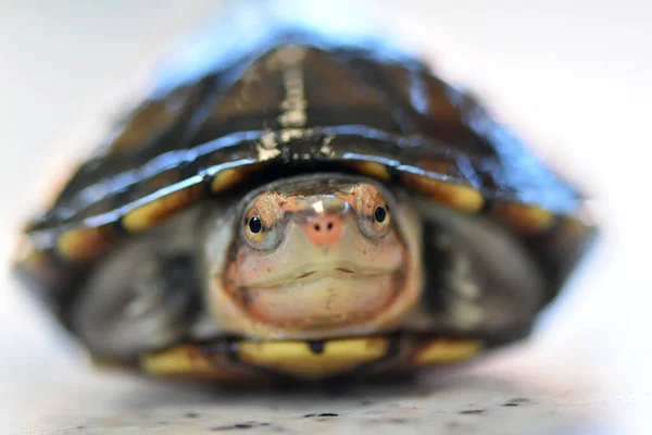 Uma Tartaruga Lama Bonito Kinosternon Leucostomum — Fotografia de Stock