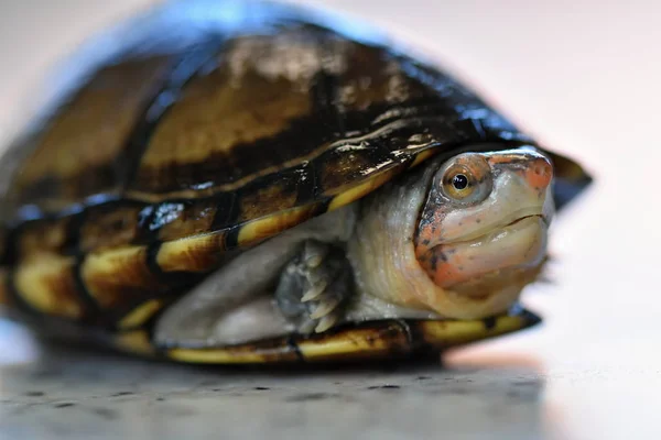 Cute Mud Turtle Kinosternon Leucostomum — Stock Photo, Image