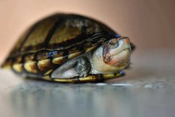 かわいい泥のカメ Kinostnon Leucostomum — ストック写真