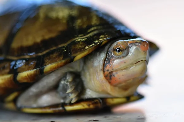 Uma Tartaruga Lama Bonito Kinosternon Leucostomum — Fotografia de Stock