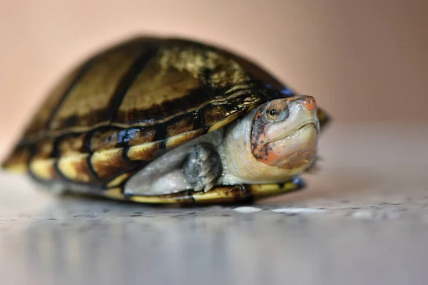 Een Schattige Modderschildpad Kinosternon Leucostomum — Stockfoto