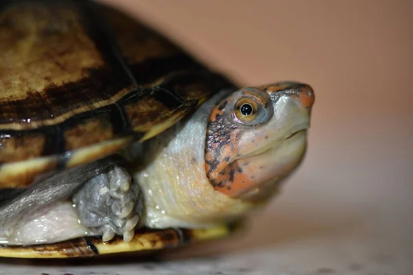 Söt Lersköldpadda Kinosternon Leucostomum — Stockfoto
