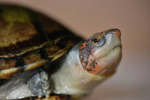 Una Tartaruga Fango Carino Kinosternon Leucostomum — Foto Stock