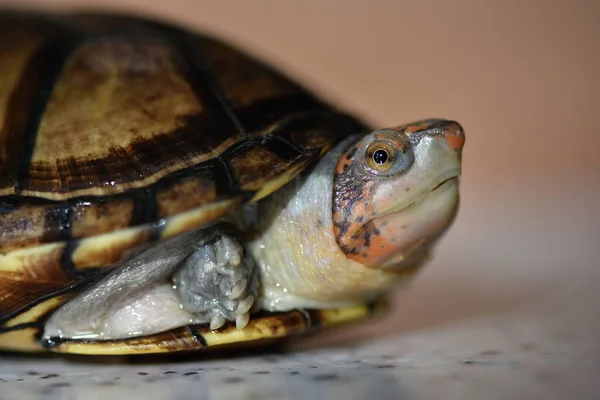 Eine Niedliche Schlammschildkröte Kinosternon Leucostomum — Stockfoto