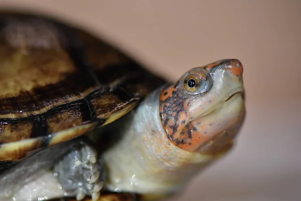 Una Linda Tortuga Barro Kinosternon Leucostomum —  Fotos de Stock