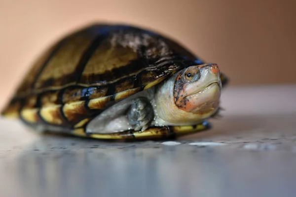 Eine Niedliche Schlammschildkröte Kinosternon Leucostomum — Stockfoto