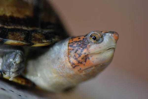 Uma Tartaruga Lama Bonito Kinosternon Leucostomum — Fotografia de Stock