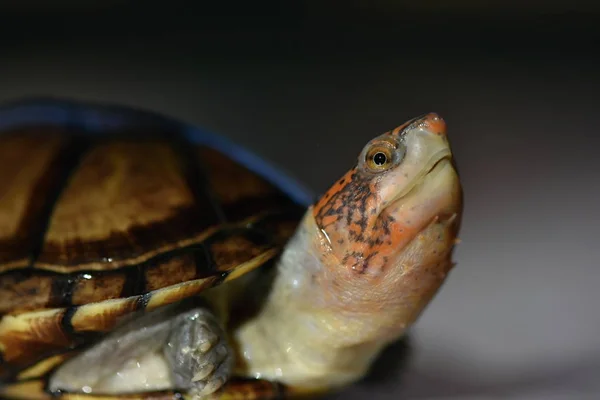 Roztomilá Bahenní Želva Kinosternon Leucostomum — Stock fotografie