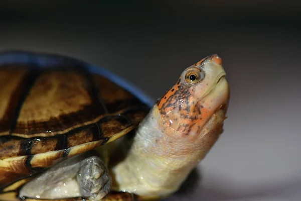 Sød Mudderskildpadde Kinosternon Leucostomum - Stock-foto